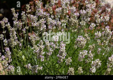 Lavande blanche à feuilles étroites, Edelweiss Lavandula ou angustifolia White Banque D'Images