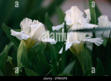 Iris blanc fleuri avec feuilles vertes dans le jardin Banque D'Images