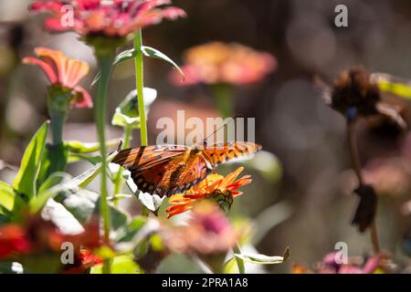 Gulf Fritillary Butterfly Banque D'Images