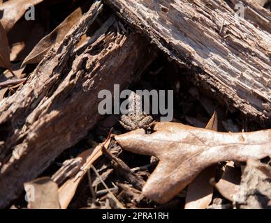 Jeune Blanchard's Cricket Frog Banque D'Images