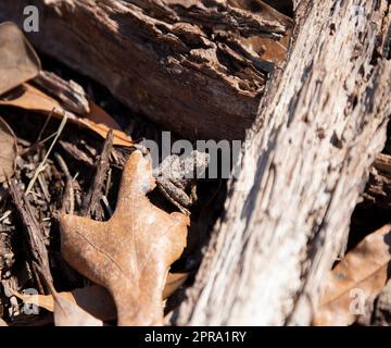 Jeune Blanchard's Cricket Frog Banque D'Images