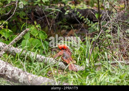 Mue masculin Cardinal soins Banque D'Images