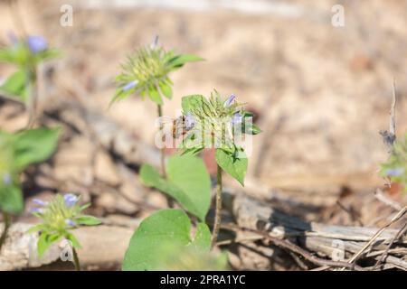 Plante de pollinisation des abeilles Banque D'Images