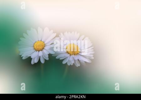 Magnifique arrière-plan nature.Design d'art floral.Photographie de macro abstrait.fleurs blanches Daisy.flou artistique.fleurs pastel.arrière-plan vert.papier peint artistique créatif.invitation de mariage.célébration,amour.vue rapprochée.Joyeux fêtes.couleur blanche.espace de copie. Banque D'Images