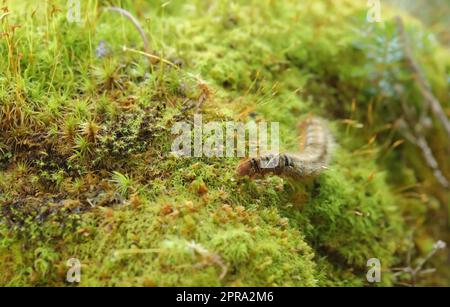 Gros plan d'une larve d'égar de chêne, Lasiocampa quercus, avec son aspect poilu caractéristique près de Davos, Suisse Banque D'Images