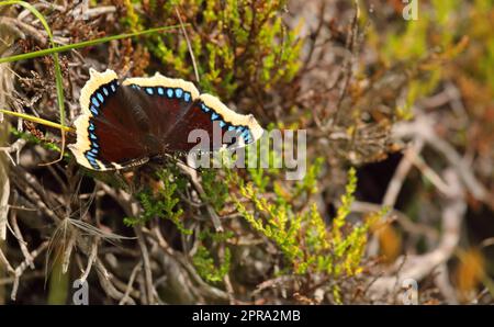 Nymphalis antiopa - Mourning cloak ou Camberwell beauté - Un papillon migrateur avec des ailes jaune violet profond bordées de points bleus Banque D'Images