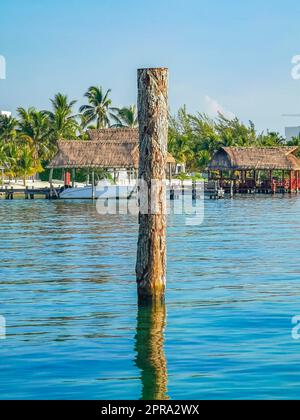 Playa Azul Beach Palm paysage marin panorama à Cancun Mexique. Banque D'Images