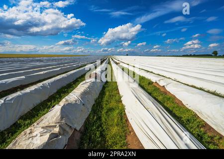 Paysage avec un champ d'asperges Banque D'Images