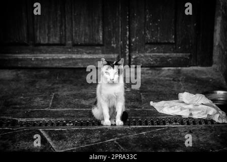 Chats abandonnés de rue Banque D'Images