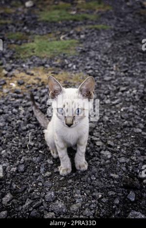 Chat abandonné chiot Banque D'Images