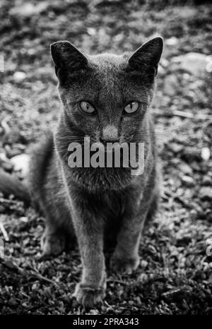 Chat gris dans la rue Banque D'Images