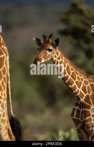 Gros plan de bébé girafe réticulée derrière un autre Banque D'Images