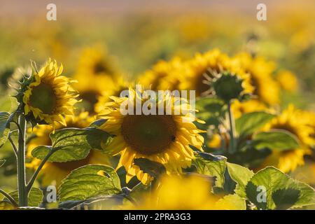 Champ de tournesol mûr en été matin Banque D'Images