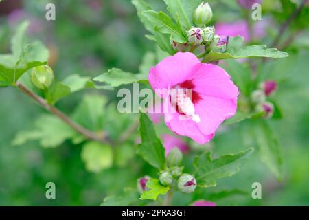 Fleurs d'hibiscus roses qui fleurissent dans le jardin, gros plan de pétales et de pollens, photographie de la nature jardinage arrière-plan Banque D'Images