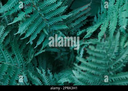 Belle texture de la fougères dans la nature. Fond flou fougères naturelles. Fern feuilles gros plan. Plantes de Fern en forêt. Concept de nature de fond. Banque D'Images