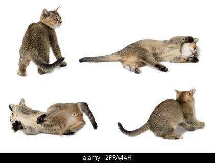 Un petit chaton gris joue sur un fond blanc, Scottish Straight. Banque D'Images