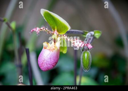 Fleur d'orchidée, hybride de paphiopedilum américain Banque D'Images