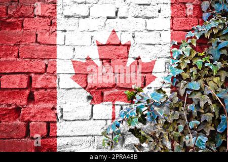 Le Canada grunge le drapeau sur le mur de brique avec l'usine de lierre Banque D'Images
