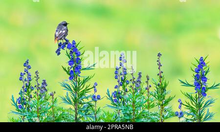 Un redstart noir ( Phoenicurus Ochruros ) perching sur le monkshood bleu ( Aconitum ), herbe verte dans l'arrière-plan, espace de copie Banque D'Images