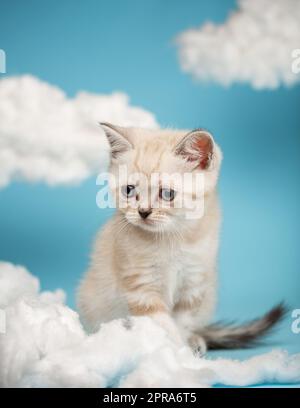 Chaton effrayé assis entre des nuages blancs sur un fond bleu dans le studio. Banque D'Images