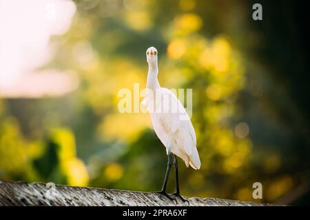 Goa, Inde. White Little Egret assis sur la barre transversale et regardant la caméra Banque D'Images