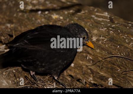 blackbird commun à la recherche de nourriture. Banque D'Images