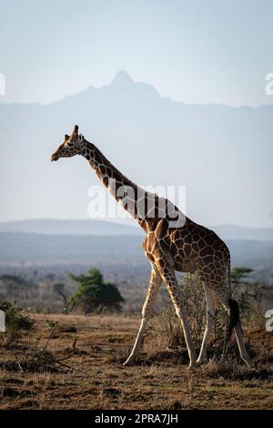 La girafe réticulée traverse la savane du Mont Kenya Banque D'Images