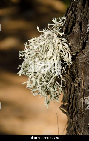 Attachez le lichen sur un tronc de pin de l'île des Canaries. Banque D'Images