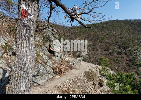 Marquage d'un sentier de randonnée sur l'ancien arbre Banque D'Images