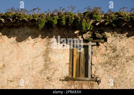 Ancienne maison avec une fenêtre en bois et le carrelage de toit recouvert de végétation. Banque D'Images