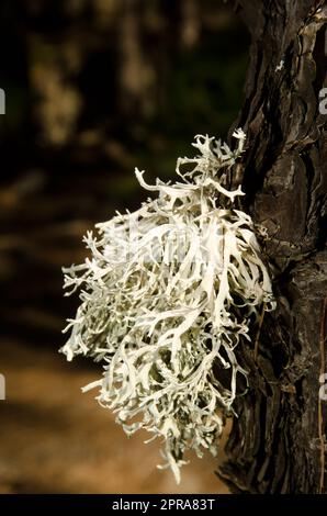 Attachez le lichen sur un tronc de pin de l'île des Canaries. Banque D'Images