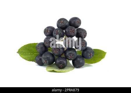 Aronia melanocarpa, appelé le chois noir Banque D'Images