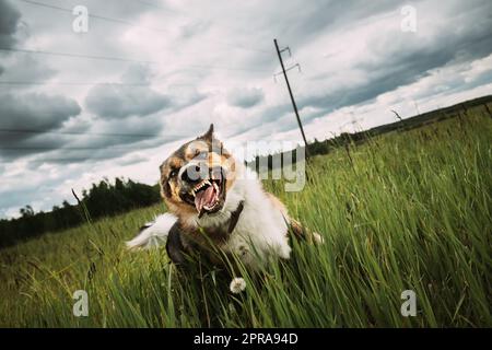 Angry agressif Mad Dog courant en plein air dans Green Meadow on Appareil photo Banque D'Images