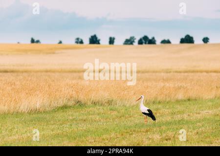 Adulte European White Stork Ciconia Ciconia en été. Oiseau sauvage Banque D'Images