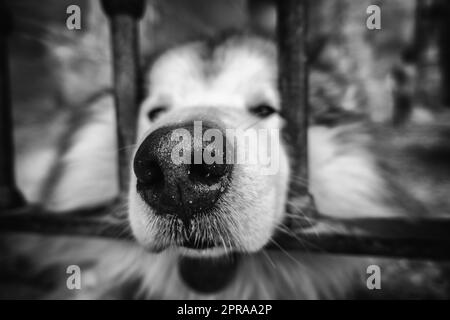 Husky sur une clôture Banque D'Images