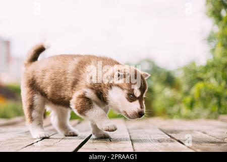 Husky Puppy de quatre semaines de couleur marron-blanc, debout sur un sol en bois. Banque D'Images