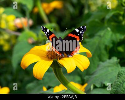 Papillon amiral rouge sur un tournesol jaune Banque D'Images