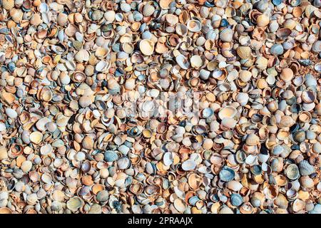 Sea Shells Seasells de la plage tropicale comme arrière-plan Banque D'Images