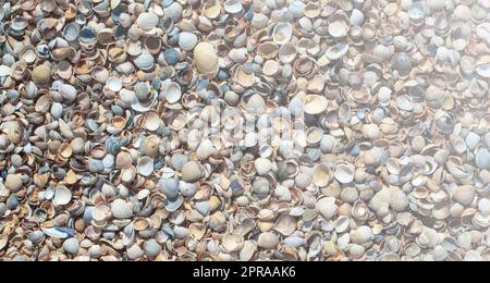 Sea Shells Seasells de la plage tropicale comme arrière-plan Banque D'Images