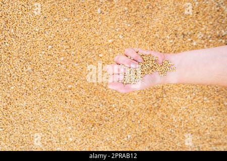 Un agriculteur mâle vérifie la qualité du grain de blé après la récolte. Un travailleur agricole touche les grains de blé pour s'assurer que la récolte est en bon état. Agriculture, affaires, récolte. Banque D'Images