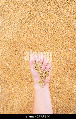 Un agriculteur mâle vérifie la qualité du grain de blé après la récolte. Un travailleur agricole touche les grains de blé pour s'assurer que la récolte est en bon état. Agriculture, affaires, récolte, photo verticale. Banque D'Images