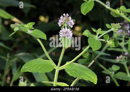 Wasser-Minze, Wasserminze (Mentha aquatica), blühende Pflanze Banque D'Images