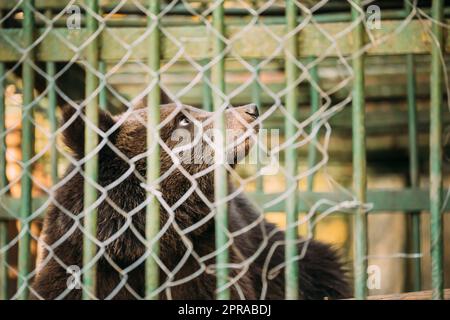 Ours russe brun eurasien européen Ursus arctos arctos in cage. Petit ours en peluche Banque D'Images