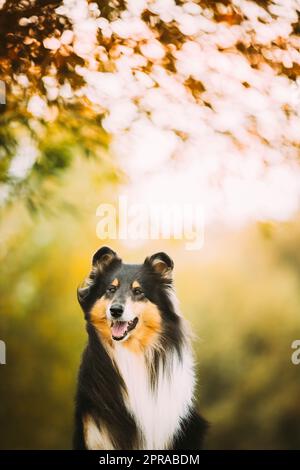 Tricolor Grenouillé, drôle de Collie écossaise, Collie à poil long, Collie anglaise, Lassie chien posant à l'extérieur dans le parc. Gros plan Portrait dans le parc d'automne Banque D'Images