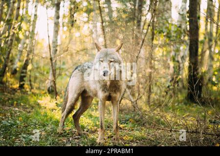 Bélarus. Loup, Canis Lupus, Loup gris, Loup gris avec les yeux fermés debout à l'extérieur le jour de l'automne Banque D'Images