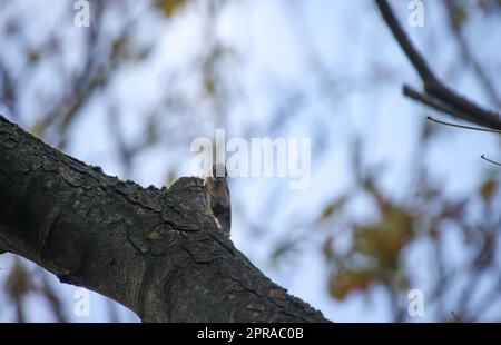 Un nuthatch se trouve sur un arbre stérile à la recherche de quelque chose à manger. Banque D'Images