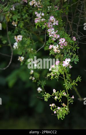 Rambler rose Banque D'Images