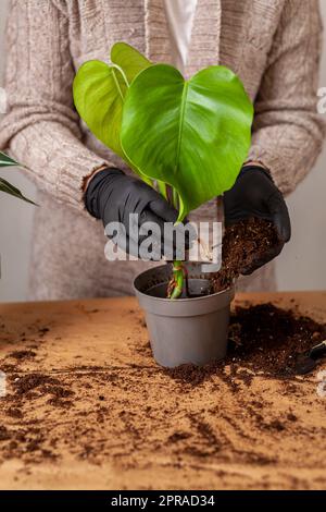 Transplantant une plante de maison dans un nouveau pot de fleur. Banque D'Images