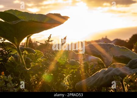 Le champ de citrouille biologique mûrissant sur des terres agricoles biologiques avec vue à angle bas au coucher du soleil montre une plantation idyllique pour cultiver des citrouilles de courge d'action de grâces une agriculture saine avec des feuilles de rétroéclairage vertes Banque D'Images