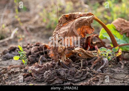 Le champ sec de rhubarbe avec des feuilles de rhubarbe brunes sur des terres agricoles sèches montre le réchauffement de la planète et la période de chaleur extrême provoque une pénurie de cultures et des légumes flétridés pas de précipitations et de pénurie d'eau changement climatique Banque D'Images